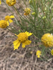 Helenium amarum amarum