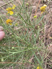 Helenium amarum amarum