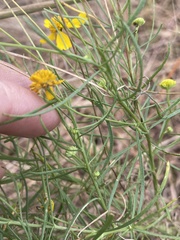 Helenium amarum amarum