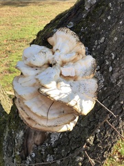 Climacodon septentrionalis