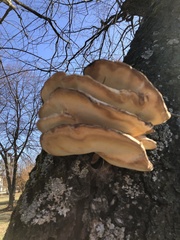 Climacodon septentrionalis