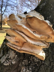 Climacodon septentrionalis