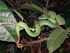 Trimeresurus rubeus