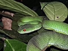 Trimeresurus rubeus
