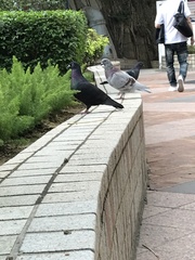 Columbidae