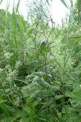 Podosphaera filipendulae