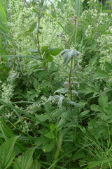 Podosphaera filipendulae