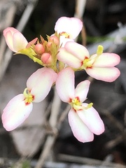 Stylidium junceum
