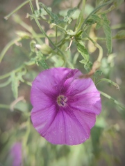 Convolvulus althaeoides