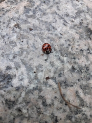 Harmonia axyridis