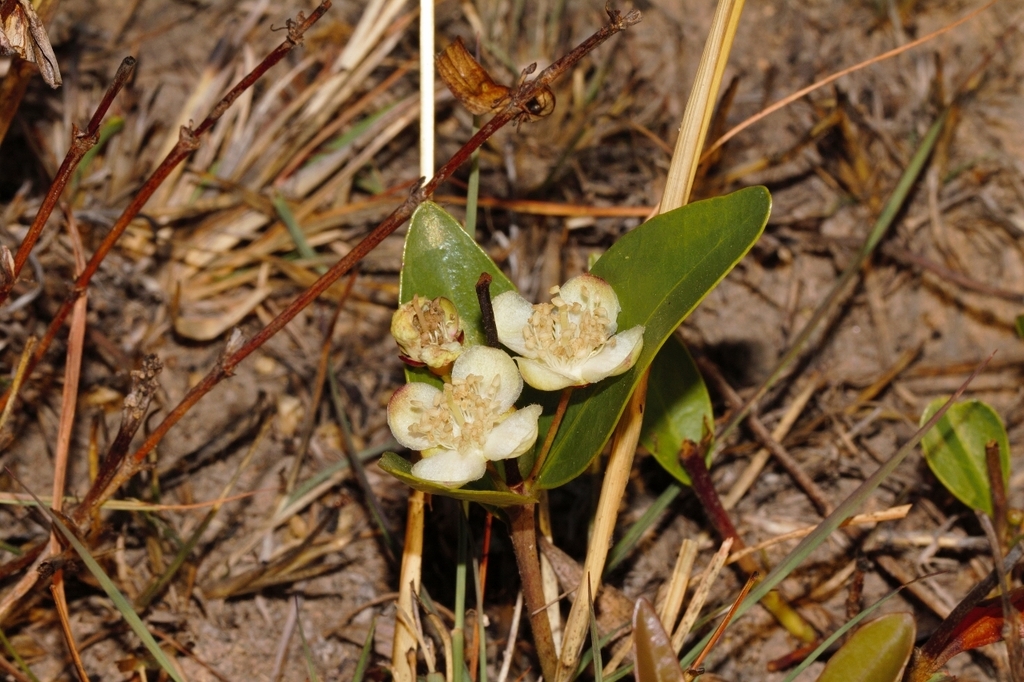 Eugenia malangensis