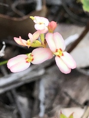 Stylidium junceum