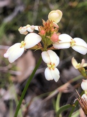 Stylidium junceum