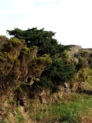 Juniperus brevifolia