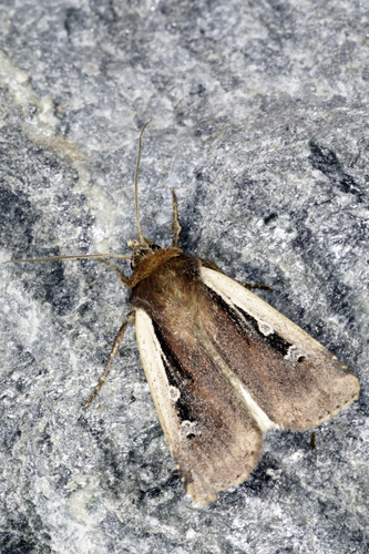 Flame Shoulder Moth photo 2