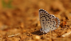 Pseudophilotes baton