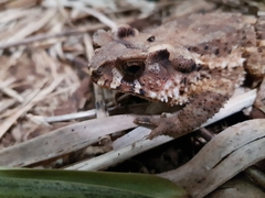 Ingerophrynus galeatus