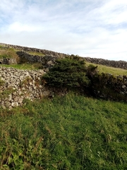 Juniperus brevifolia