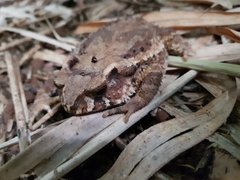 Ingerophrynus galeatus