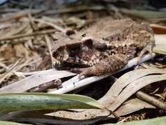 Ingerophrynus galeatus