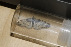 Lobophora halterata