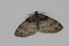 Lobophora halterata