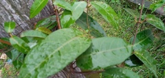 Mesechites trifidus