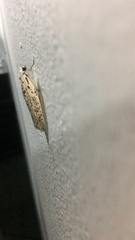 Lepidoptera