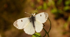 Anthocharis cardamines