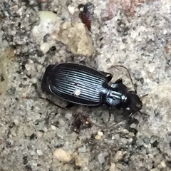 Stomatocoelus cordicollis
