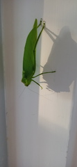 Orthoptera