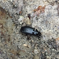 Stomatocoelus cordicollis
