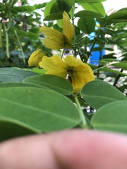 Senna sulfurea