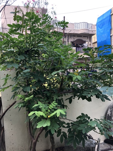 Senna sulfurea, photograph 2