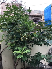 (c) Swarochi Tathagath, some rights reserved (CC BY) Senna sulfurea, photograph (c) Swarochi Tathagath, some rights reserved (CC BY)