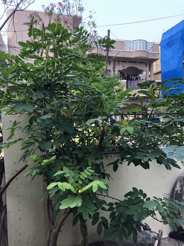 Senna sulfurea, photograph 4