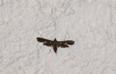 Undulambia polystichalis