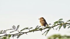 Saxicola maurus