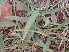 Sphenostylis angustifolia