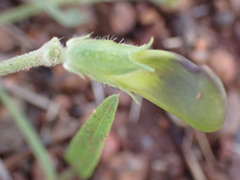 Sphenostylis angustifolia