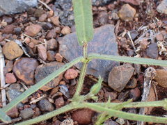 Sphenostylis angustifolia