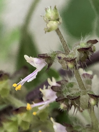 Ocimum tenuiflorum