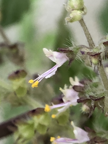 Ocimum tenuiflorum