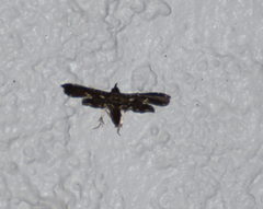 Undulambia polystichalis