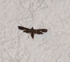 Undulambia polystichalis