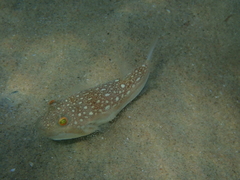 Amblyrhynchote honckenii