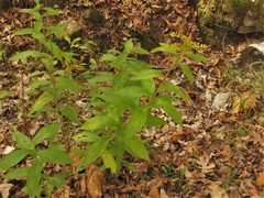 Solidago ulmifolia palmeri