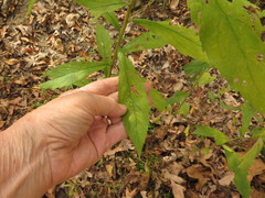 Solidago ulmifolia palmeri