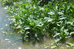 Rorippa amphibia