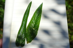 Chamaenerion angustifolium